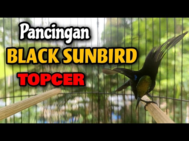 Pancingan burung KOLIBRI BLACK SUNBIRD ampuh mengatasi BS bisu class=
