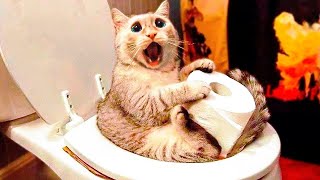 Funny Cats And Dogs Videos 🤣 - Funniest Animal Videos 2023! 🤗 by Fluffy Life 56,472 views 9 months ago 15 minutes