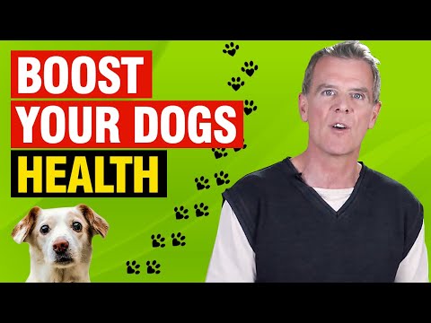 Video: How To Boost Your Dog's Immunity