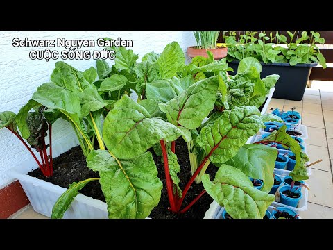 Video: Cây trồng đồng hành - Mẹo trồng cây đồng hành với cây chard