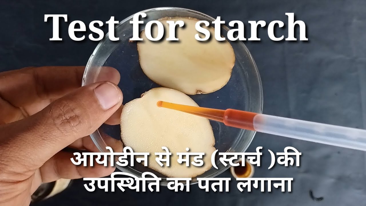 Testing Starch class 6|| science || test for starch || iodine test for presence of ...