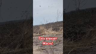 Гусь атакует