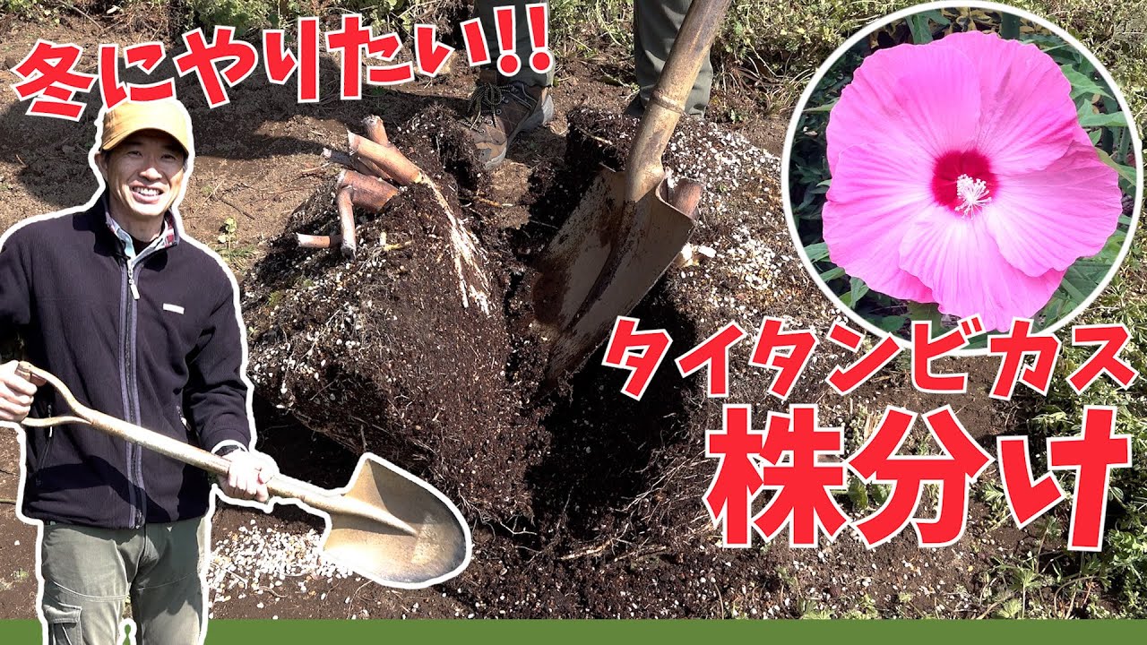 タイタンビカス】冬にやりたい！株分けでの増やし方【赤塚植物園農場だ