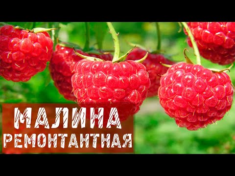 Малина ремонтантная / Малина ремонтантная уход / Посадка / Обрезка / Удобрения