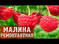 МАЛИНА РЕМОНТАНТНАЯ!