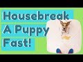 Housebreak A Puppy Fast