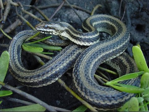 Texas Reptiles! Part Two - YouTube