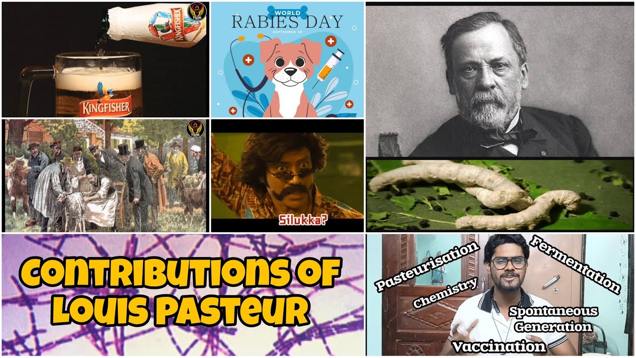Father of Modern Microbiology | Louis Pasteur's All important Contributions | Tamil | ThiNK Biology
