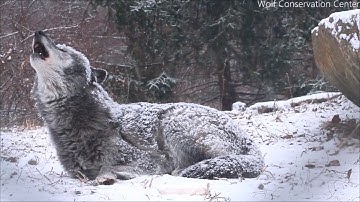 The Wolf