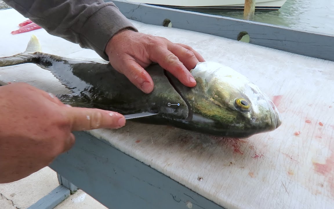 HOW TO FILLET A FISH YouTube