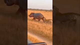 The Deadliest Tricks In The Animal Kingdom 😱#animalfacts #wildlife #facts