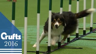 Agility  Kennel Club British Open Final  Agility | Crufts 2016