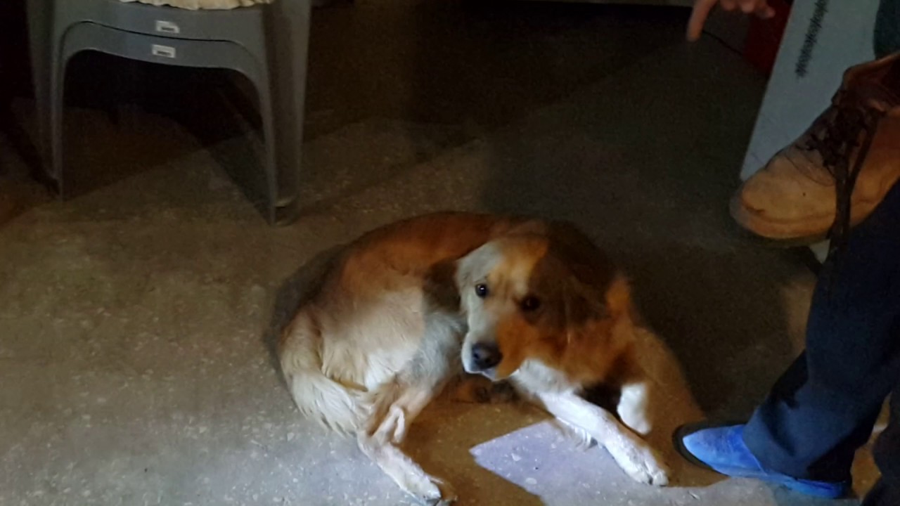 Ayakkabı kaçıran yaramaz köpek garip YouTube