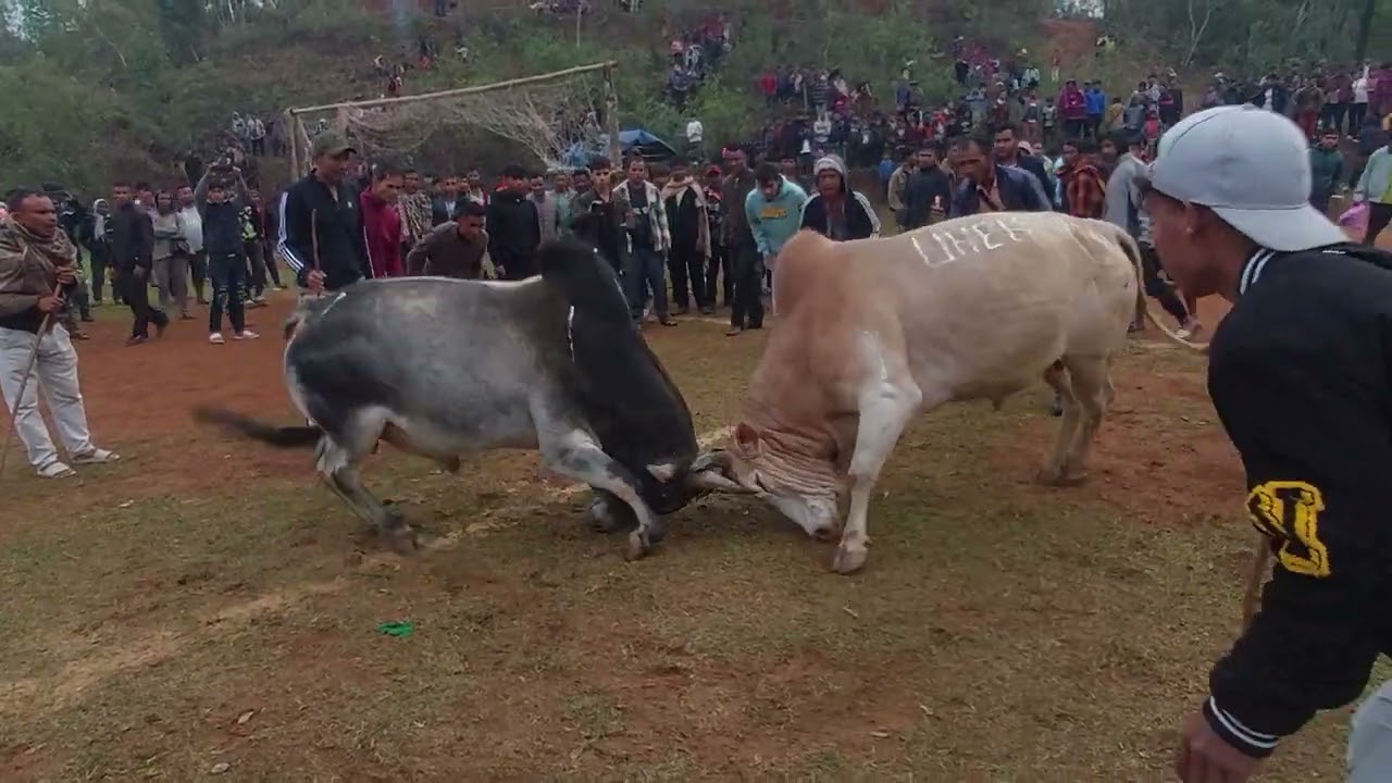 Yatur masi u syang vs liheh 