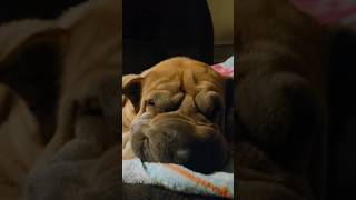 Shar Pei Wrinkly Nose #sharpei #sharpeipuppy #funnydog