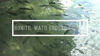 BONITO E O RIO FORMOSO - MATO GROSSO DO SUL BONITO E O RIO FORMOSO - MATO GROSSO DO SUL