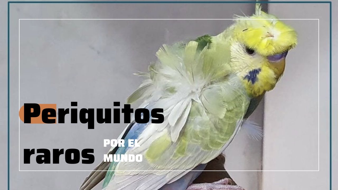 Periquitos raros por el mundo Episodio 13 - YouTube