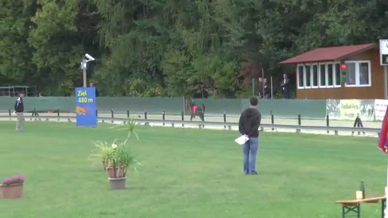 FCI European Racing  Championship Hunstetten 2015 – Irish Wolfhound - Reuen - 1st Run