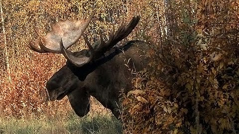 Monster Moose Bull Gets Back Up! - Alaska