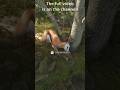Silver Trophy on a Springbok! #shorts #thehuntercallofthewild