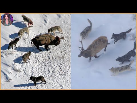 15 Times Wolves Were Caught Hunting On Camera. #Part1 | Pets House