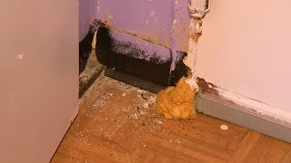 Complaint cites hundreds of violations in subsidized housing complex