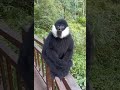 Funny monkey sound