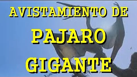 ¿Siguen existiendo los pájaros gigantes?