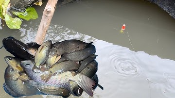 Tập 540 - Nữ Cần Thủ Hốt Trọn Ổ Cá Rô Đồng Dưới Cống Nước Lâu Năm Không Ai Câu