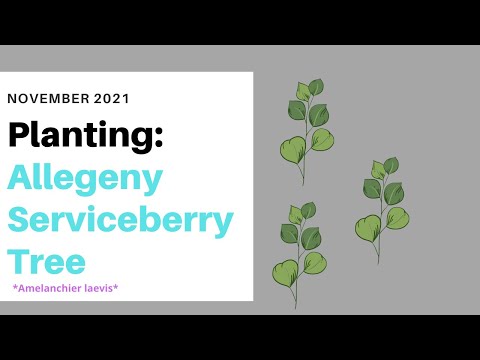 Video: Allegheny Serviceberry маалыматы: Allegheny Serviceberry дарактарын өстүрүү боюнча кеңештер