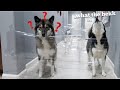 My Huskies React to the Invisible Maze!