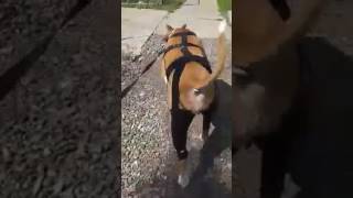 walkabout knee brace for dogs