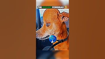 Biggest forehead 🥶🔥💀 #edit #troll #trollface