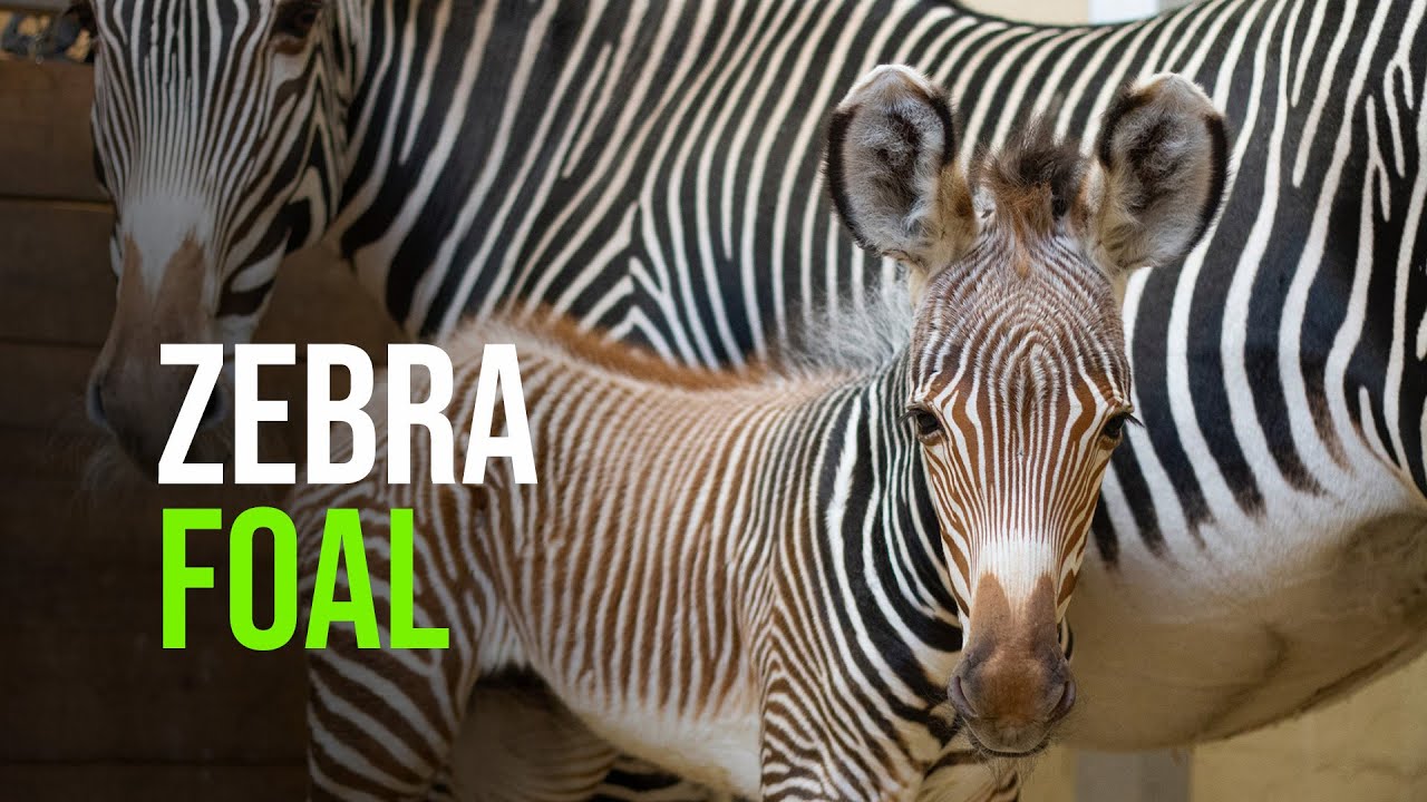 Endangered Baby Zebra at Toronto Zoo Has a Name YouTube