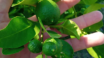 ¿Cuánto tardan en crecer los limones?