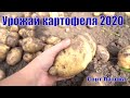 урожай Картофеля 2020.  Отличный сорт для Урала.  Парадокс!