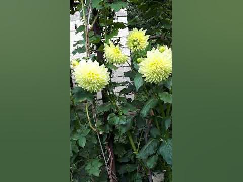 Георгина Кельвин Флудлайт - YouTube