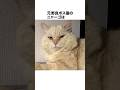 元野良ボス猫ニャーゴ伝説⑩
