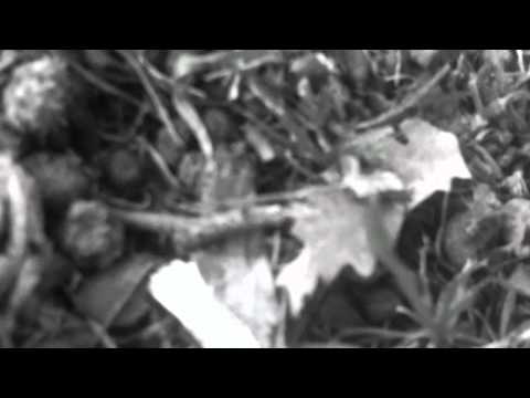 Giving Voice SLT MH Gospel Oak - London.WMV by SLTMH