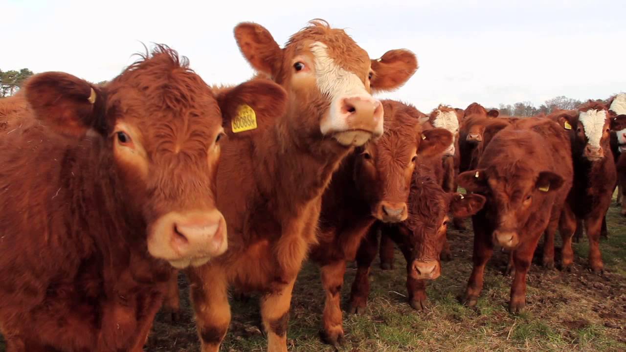 Welcome to Ardross Farm Shop