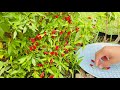 Tips to grow lot of organic chillies  complete guide to harvest more chili peppers
