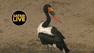 safariLIVE - Sunrise Safari - June 18, 2019