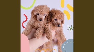 Pulsating Moods for Dreamy Doggies