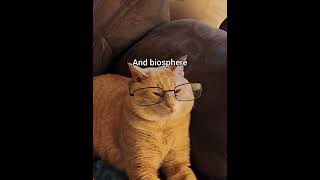 My biggest sphere #georgieebom #catmemes #catfunny