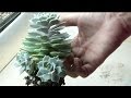 How to Separate Succulents: Removing Babies/Offsets with Sucs for You!