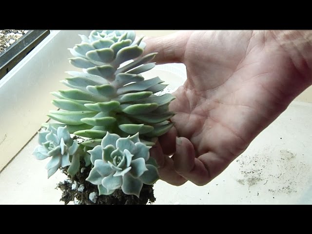 How to Separate Succulents: Removing Babies/Offsets with Sucs for You!