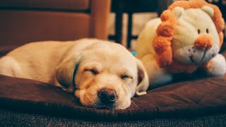 15 HOURS of Deep Separation Anxiety Music for Dog Relaxation! Cure Separation Anxiety with Dog Video