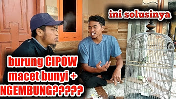 Cara tercepat atasi sirtu macet bunyi dan ngembung #sirtu macet bunyi #cara ampuh atasi cipow macet