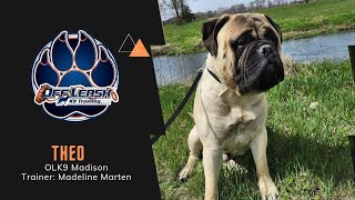 11 M/O Bullmastiff 'Theo' | Puppy Manners | Madison Dog Trainers