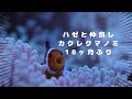 【アクアリウムNo.1】カクレクマノミペアとサンゴイソギンチャク